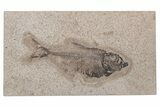 Fossil Fish (Diplomystus) - Green River Formation #214103-1